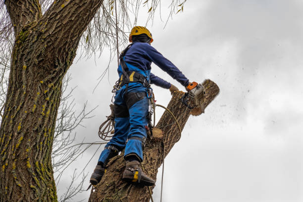 Howard City, MI Tree Removal Company