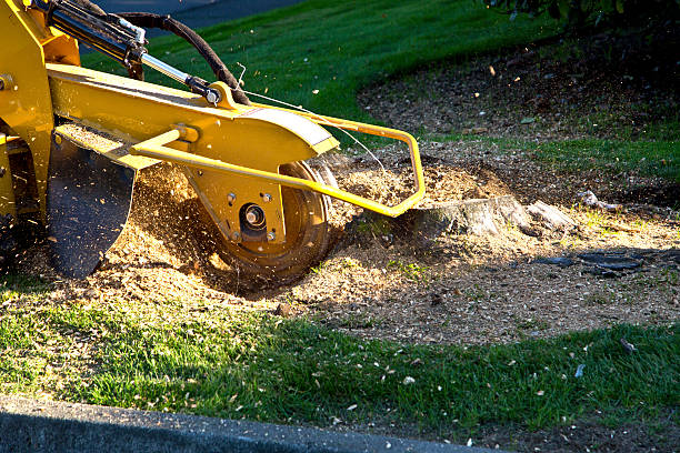 Best Emergency Tree Removal  in Howard City, MI