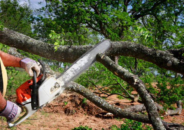 Best Storm Damage Tree Cleanup  in Howard City, MI